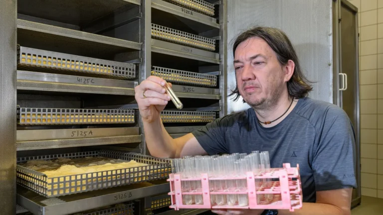 Forschung: Wo es vor Hausböcken und Termiten nur so wimmelt