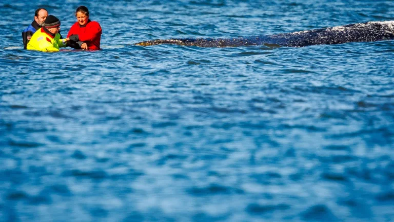 Gestrandeter Buckelwal: Wal-Transport steht an – Lastkahn im Nord-Ostsee-Kanal