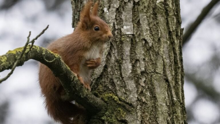 Eichhörnchen ist Gartentier des Jahres 2026