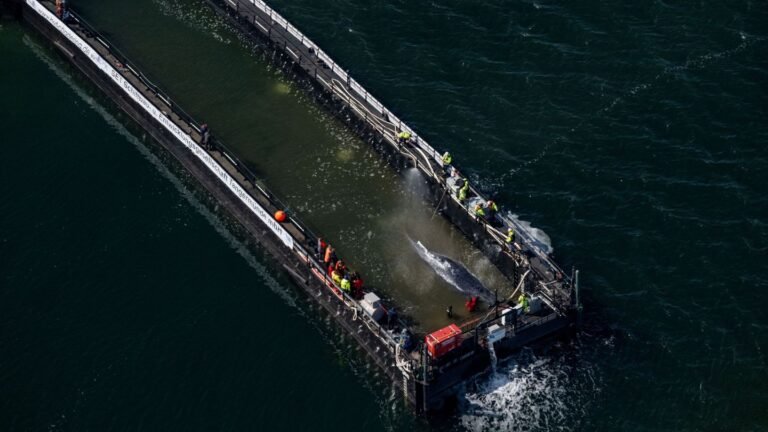 Ostseeküste: Gestrandeter Wal wird mit Barge bewegt