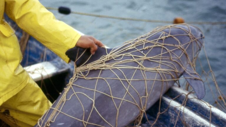Netze „Todesursache Nummer eins“: Die meisten Ostsee-Wale sterben qualvoll und ungesehen