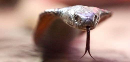 Hurghada in Ägypten: Tourist aus Deutschland stirbt nach Schlangen-Biss