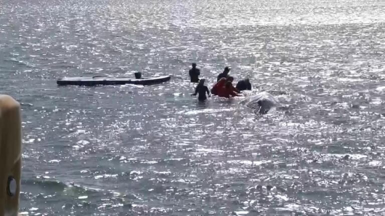 Wal-Transport steht an – so soll es mit Timmy weitergehen