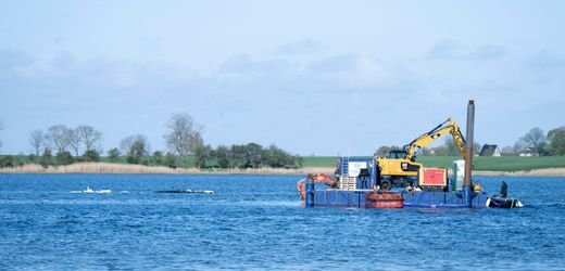 Ostsee-Wal-News heute: Deutsches Meeresmuseum sieht »enorme Verletzungsrisiken für den Wal«