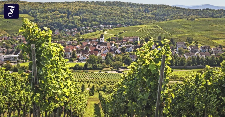 Wein in Südbaden: Geht es auch ohne Alkohol?
