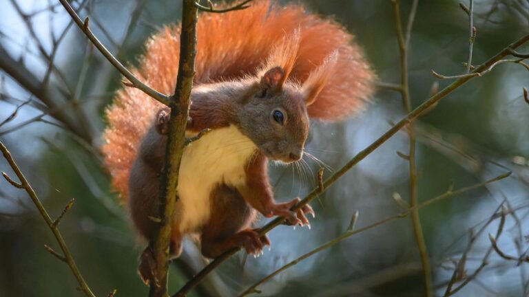 So helfen Sie Vogel, Igel, Eichhörnchen in Not