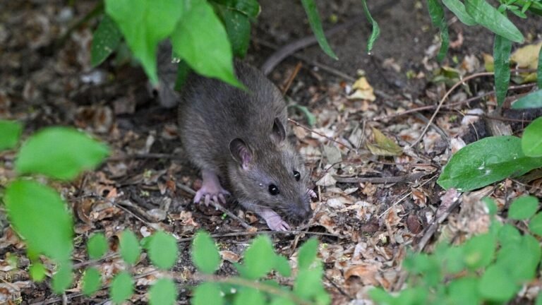 Mehr als 8.700 Einsätze gegen Ratten in Berlin