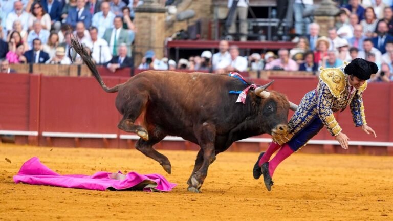 Umstrittene Tradition: Schwere Verletzung in Sevilla: Stier spießt Torero auf