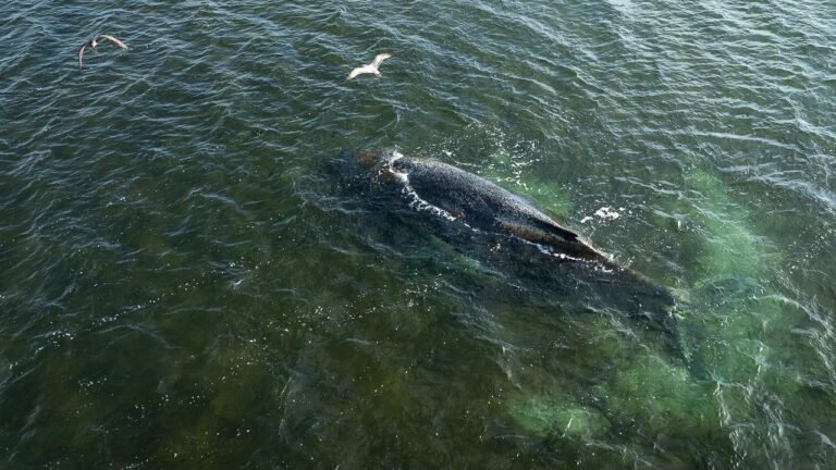 Wie das Ausland auf „Timmy“ blickt