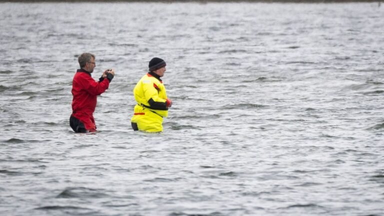 Ständig Menschen direkt am Wal: Ruhig wirkender Wal im Trubel