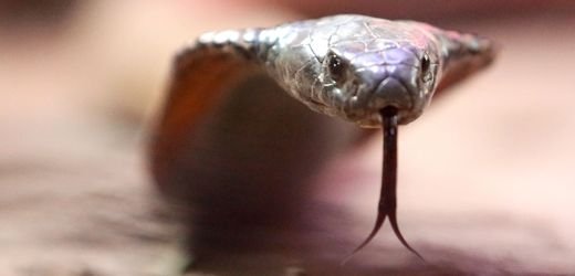 Frankreich: Castelginest sucht nach einer hochgiftigen Kobra