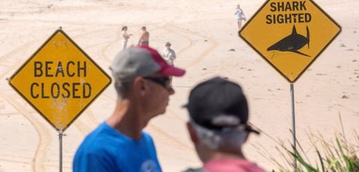 Australien: Erneut tödlicher Hai-Angriff vor der Küste von Hull River nahe Cairns