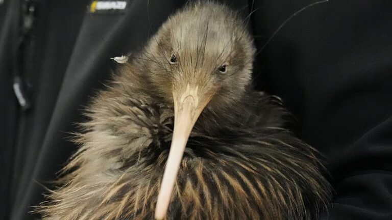 Video. Kiwi kehren nach einem Jahrhundert in Neuseelands Hauptstadt zurück
