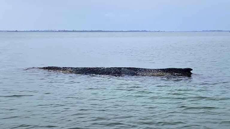 Walrettung: Geldgeber werfen Schiffsbesatzung schwere Fehler vor – keine Spur von „Timmy“