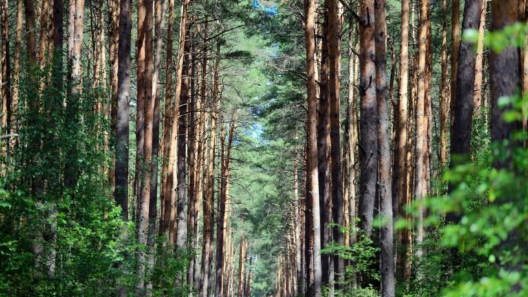 Hohe Waldbrandgefahr im Süden Brandenburgs und Thüringens