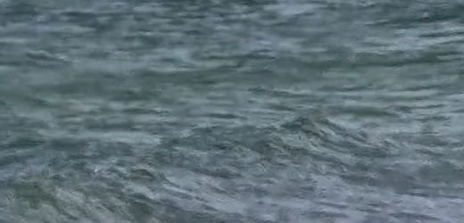 Ostsee-Wal: Toter Wal vor Dänemark – ist es der gestrandete Buckelwal?