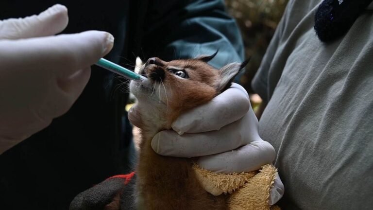 Raubkatzen: Wüstenluchs-Baby faucht, aber meistert Gesundheitscheck