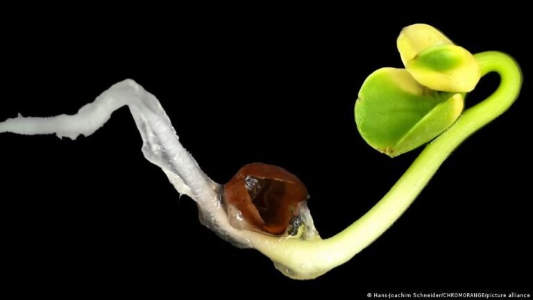 Pflanzen können „hören“: Regengeräusche wecken Samen