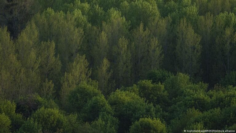 Deutscher Wald leidet noch immer unter Dürre-Schäden