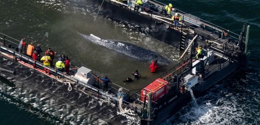 Buckelwal tot vor Anholt: Bei einem Herzinfarkt ruft keiner zuerst den besten Freund an
