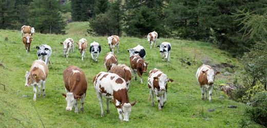 Todesfälle beim Wandern: Deutscher Alpenverein (DAV) rät – »Kehren Sie der Kuh nicht den Rücken zu«