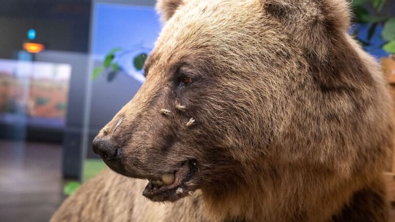 Vom Symbol zum Museumsstück: Als Braunbär Bruno zum „Problembär“ wurde