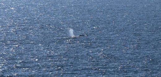 Ostsee-Wal »Timmy«: Experten alarmiert – Rätsel um verschwundene Senderdaten