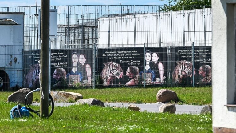 Tiger-Ausbruch: Tiger-Halterin nach Ausbruch: „Habe nichts falsch gemacht“