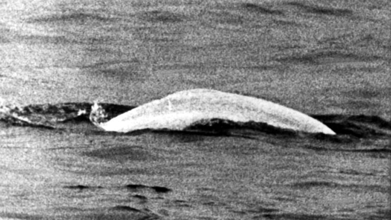 Wie schon 1966 ein Wal für Aufregung sorgte