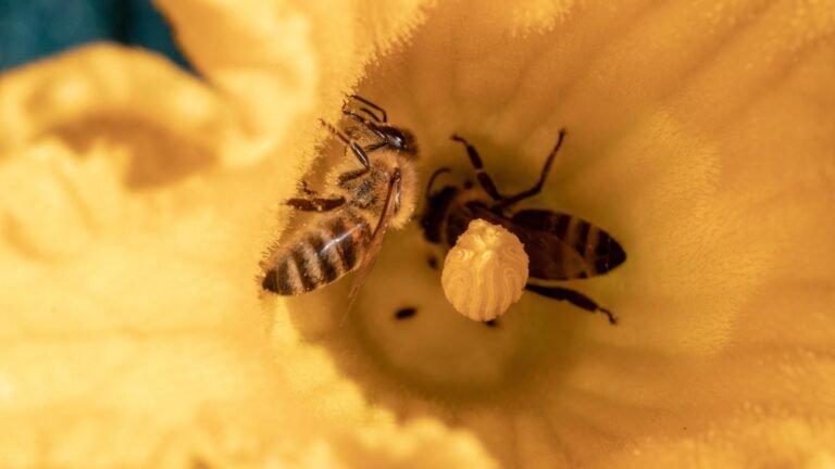 Citizen Science – Bienen sammeln Daten