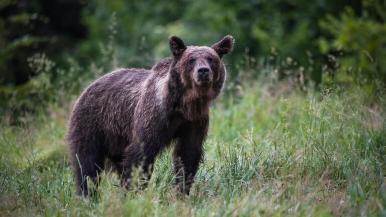 Polen suchen nach Angriff richtigen Umgang mit „Problembären“