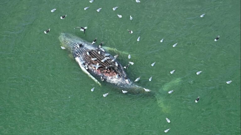 Toter Wal vor Dänemark ist laut Behörden gestrandeter Ostsee-Wal