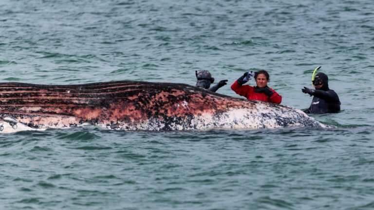 Toter Buckelwal vor Dänemark ist gestrandeter Ostsee-Wal