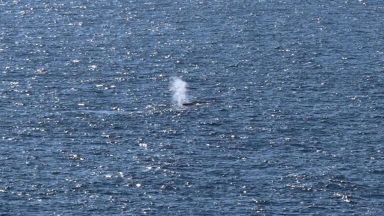 In Nordsee gebrachter Wal: Experten vermuten Timmys Tod