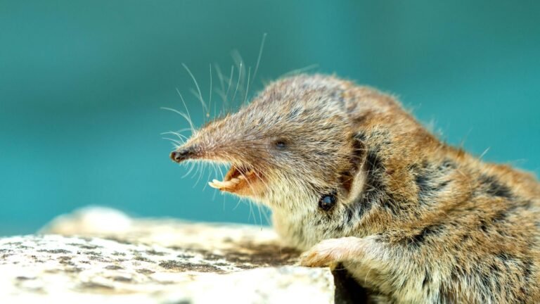 Tierseuchen – Bornavirus-Erkrankung in Mecklenburg-Vorpommern bestätigt
