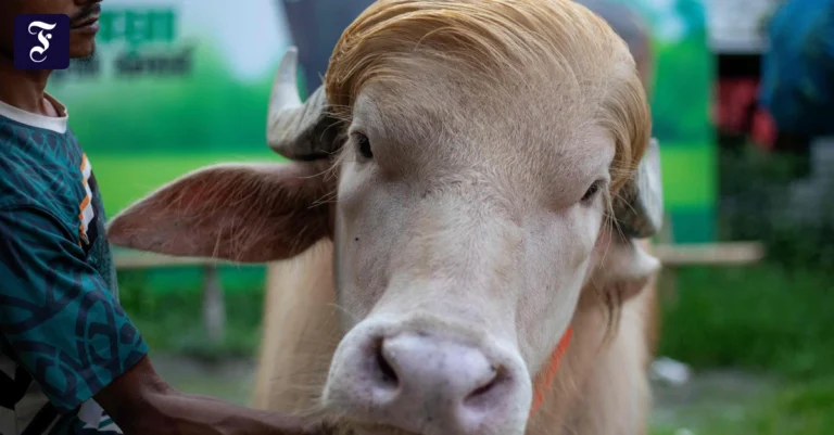 Albino-Büffel „Donald Trump“ sorgt für Aufsehen