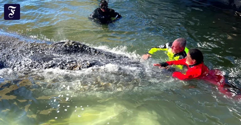 Wal-Transportschiff wieder auf dem Weg in Richtung Nordsee