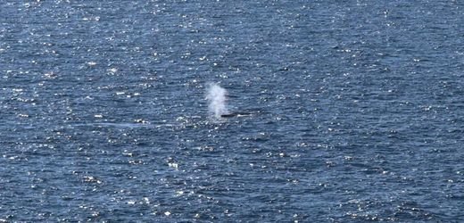 Buckelwal in der Ostsee: Die dramatischsten Szenen von »Timmys« Odyssee