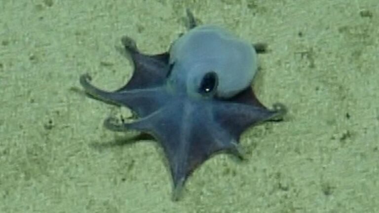 Blauer Mini-Oktopus vor den Galápagos-Inseln entdeckt