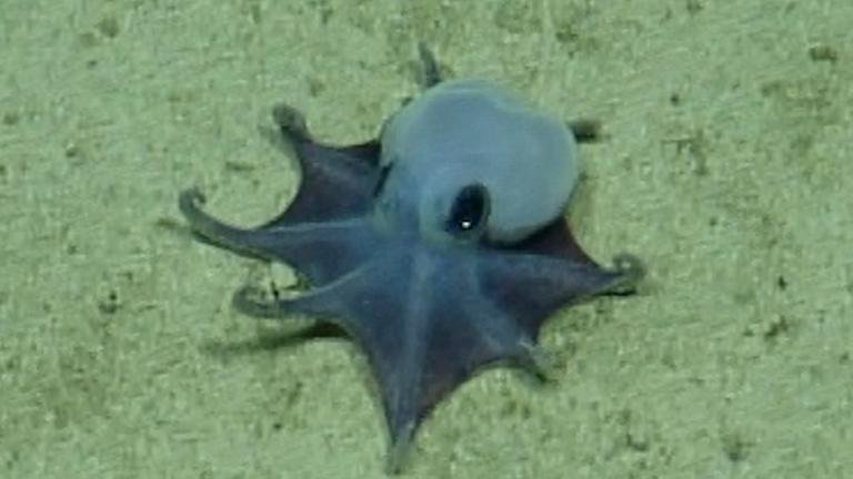 Winziger Oktopus entdeckt: Forscher identifizieren neue Tierart