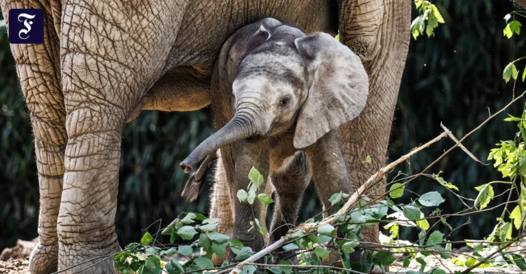 Artenschutz-Tagung beim Opel-Zoo in Kronberg