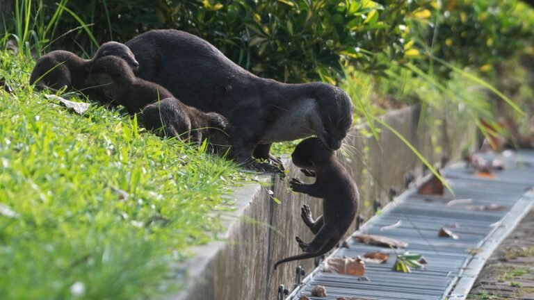 Zwischen Hochhäusern in Singapur – Wenn Otter Nachbarn werden