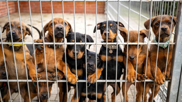 Verwaltungsgericht Köln – Tierschutzbund verklagt Deutschland wegen „existenzbedrohender Krise“ in vielen Tierheimen