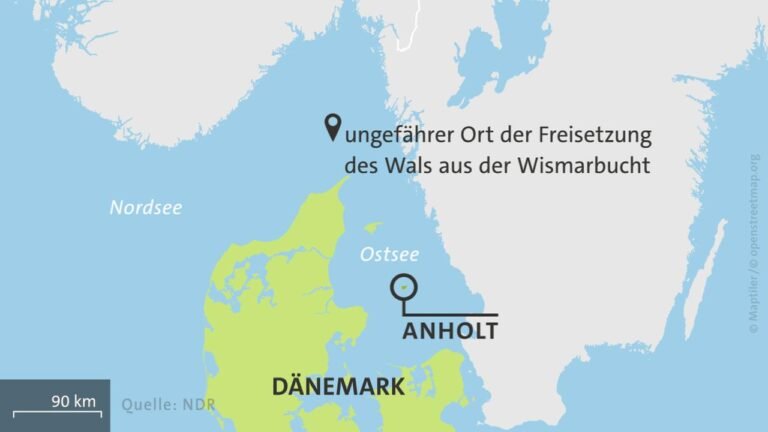 Toter Wal vor dänischer Küste wird untersucht