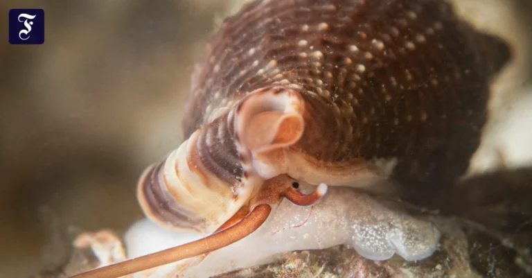 Blutsauger unter den Weichtieren: Vampirschnecke ist Molluske des Jahres 2025