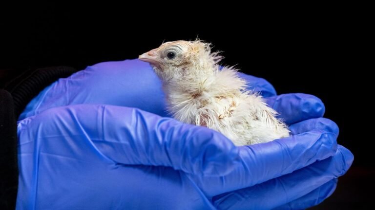 Wie US-Forscher ausgestorbene Vögel wiedererschaffen wollen