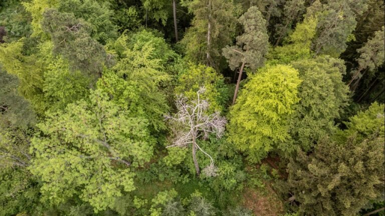 Waldzustandserhebung: Der Wald der Zukunft braucht Vielfalt