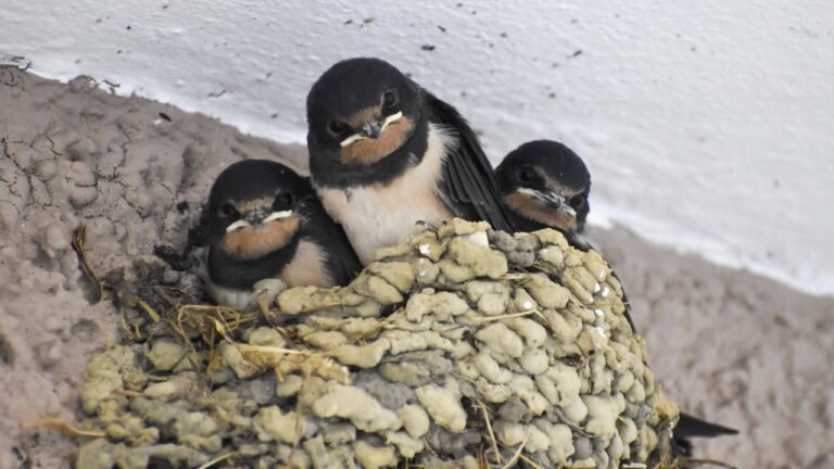 Warum die heimischen Vögel Schutz brauchen