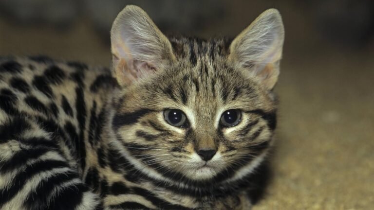 Schwarzfußkatze ist die tödlichste Katze der Welt: niedlicher „Killer“