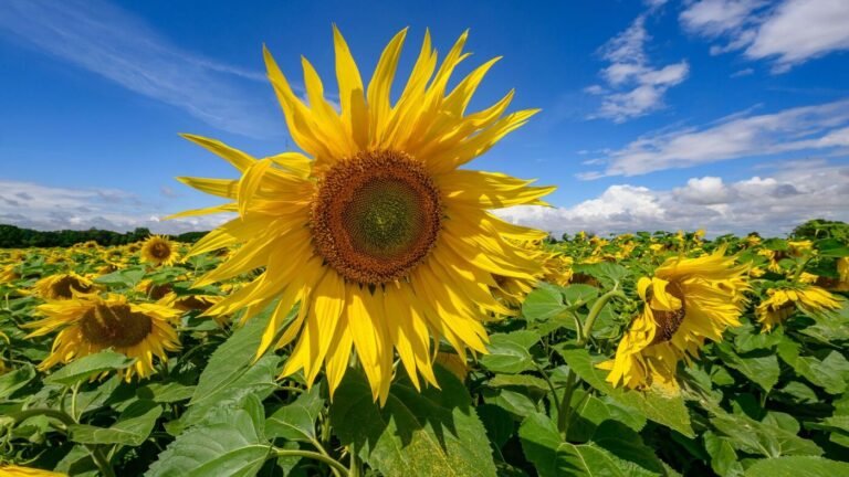 Sonnenblumen boomen auf Brandenburgs Äckern